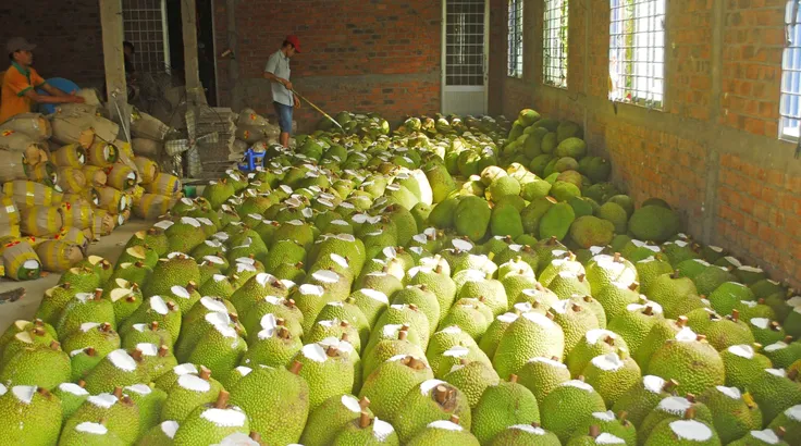 Biến mít dạt thành cơm mít, mở lối thoát cho nhà vườn 