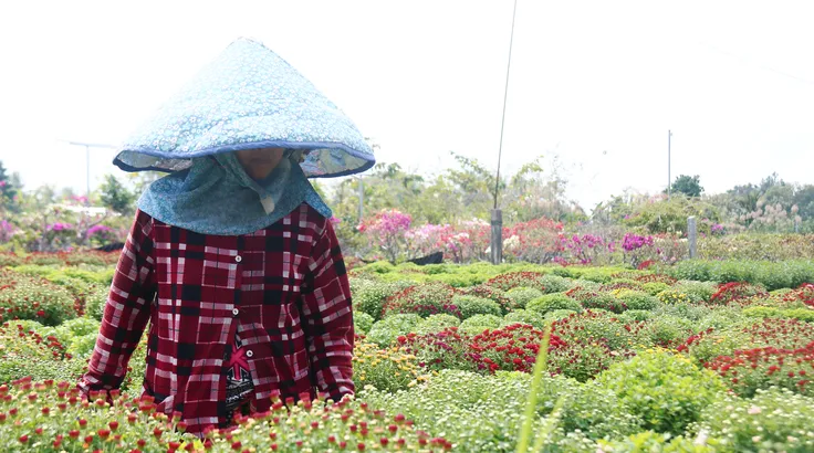 Chung tay giúp nhà vườn tìm đầu ra hoa Tết nở sớm