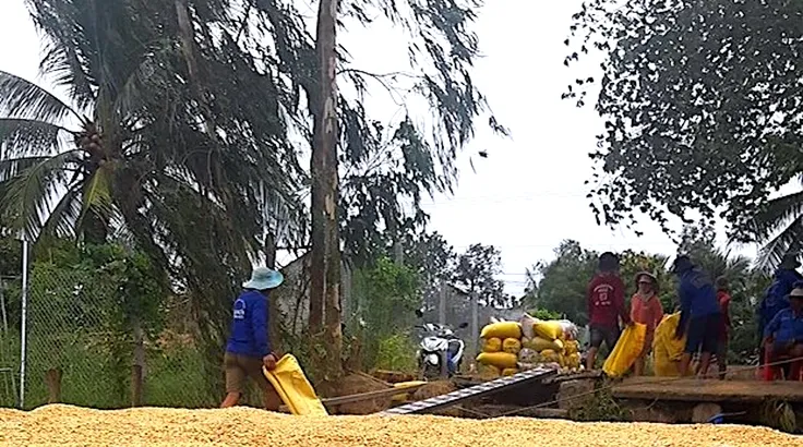 Nông dân Đồng Tháp thu hoạch lúa bán cho thương lái