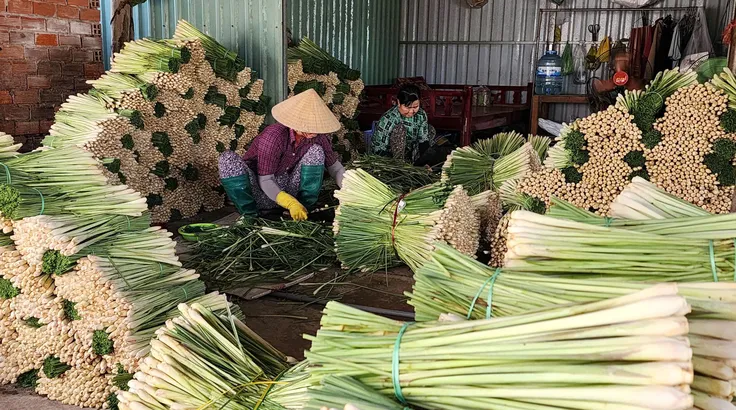 Đồng Tháp: Giá chanh, sả tăng mạnh, nông dân phấn khởi vào vụ