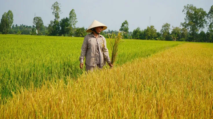 Hơn 22.000m2 lúa trổ bông, chết bất thường tại Đồng Tháp