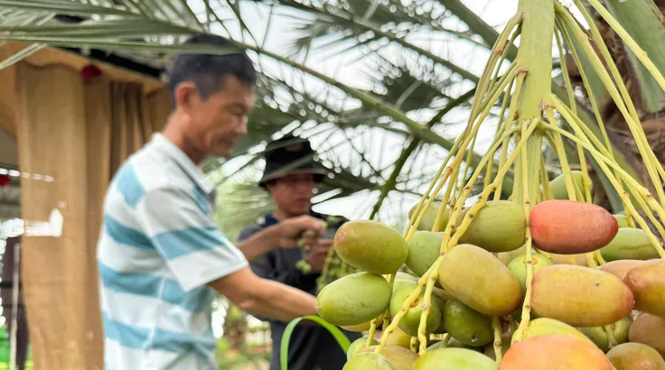 Chà là bén rễ vùng biên, mở lối đi mới cho nông dân