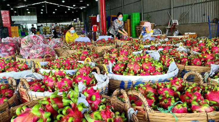 Một điểm thu mua thanh long ở Đồng Tháp đang phân loại trái - Ảnh: Bùi Nguyên