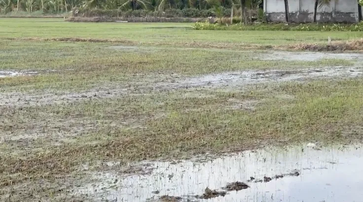 Đồng Tháp khẩn trương khắc phục thiệt hại trên rau màu