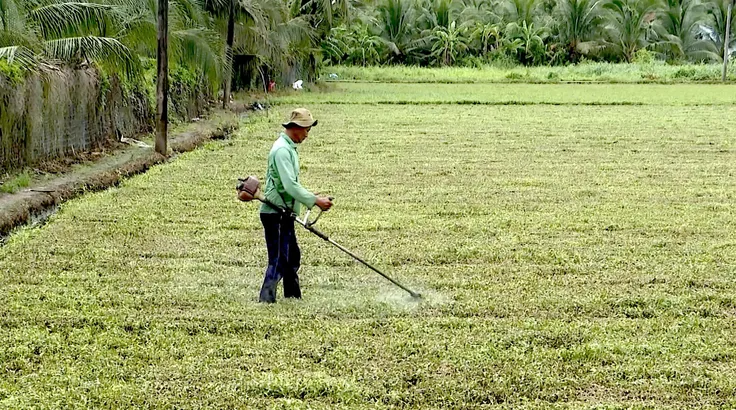 Đồng Tháp: Công an truy tìm nguồn xả thải gây chết cây trồng