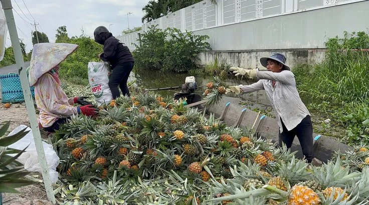 Giá khóm Đồng Tháp Mười lập đỉnh