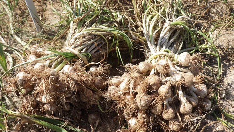 Giá tỏi tươi đảo Lý Sơn giảm mạnh 50.000 đồng/kg, năng suất thấp