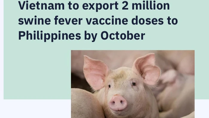 Phủ nhận thông tin heo chết hàng loạt tại Indonesia do tiêm vaccine Việt Nam