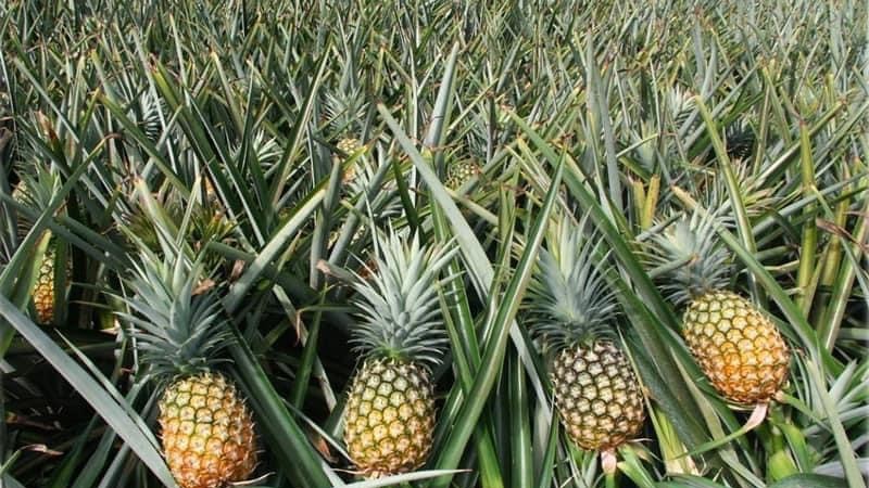 Lao Cai: Record pineapple prices in 20 years