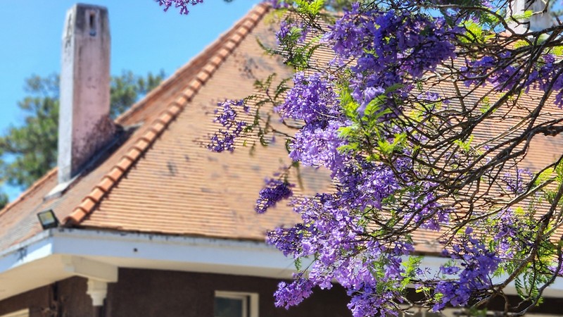 Enchanting Da Lat: Early bloom of blue jacarandas