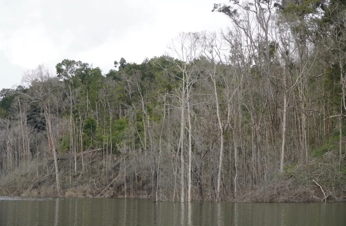 Vụ thuỷ điện tích nước làm chết hơn 25ha rừng: Đề nghị xử lý trách nhiệm liên đới của 15 cán bộ, nguyên cán bộ 