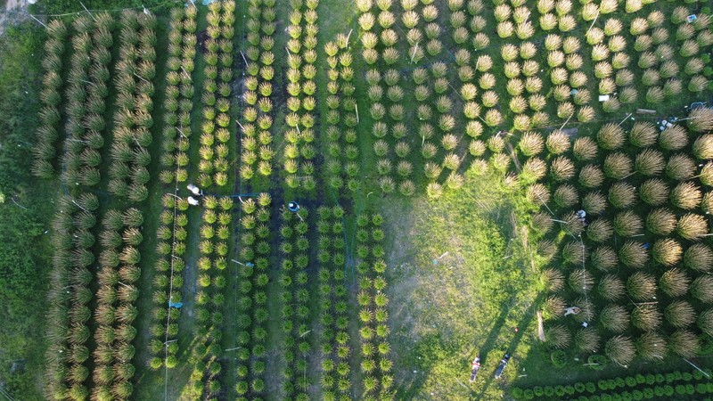 Ninh Giang Flower Village offers 35,000 pots of types of daisies to serve Tet. (Photo: SGGP)