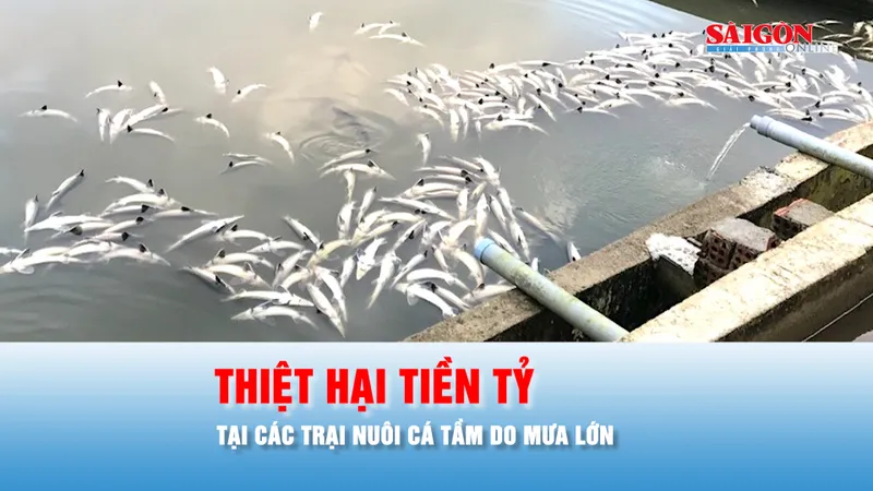Podcast bản tin ANTT 16-10: Mưa lớn gây thiệt hại tiền tỷ tại các trại nuôi cá tầm ở Quảng Ngãi