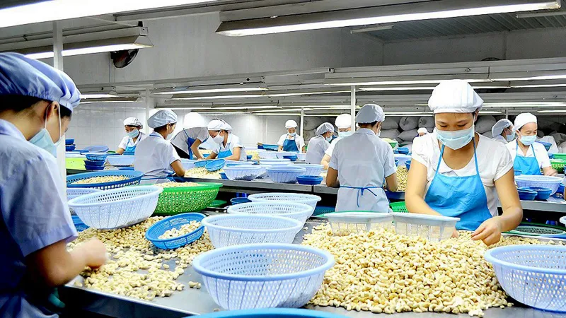 Ngành điều tập trung chế biến sâu, nâng tầm sản phẩm