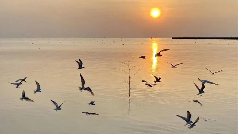 Theo những người chuyên săn ảnh chim nhạn, hàng năm, loài chim này bay đi kiếm mồi ở cửa biển phường Rạch Giá từ khoảng tháng 11 đến giữa tháng 4 năm sau.