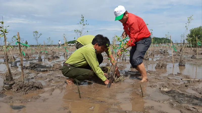 Các địa phương ven biển trồng hơn 11.600ha rừng