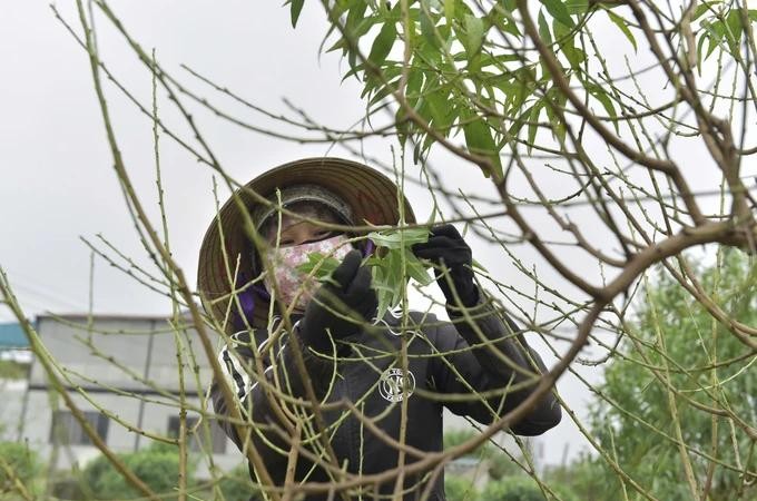 Villagers in flower and ornamental plant villages busy preparing for Tet season