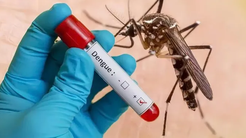 Uptick in dengue fever infections observed with over 70 percent in South region