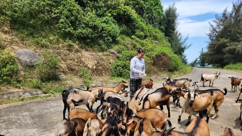 Mountain goat farming boosts incomes in Ha Tinh’s coastal villages