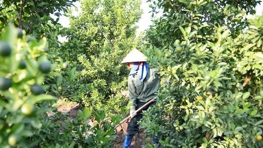 Thanh Hoa kumquat growers rush to meet Lunar New Year demand