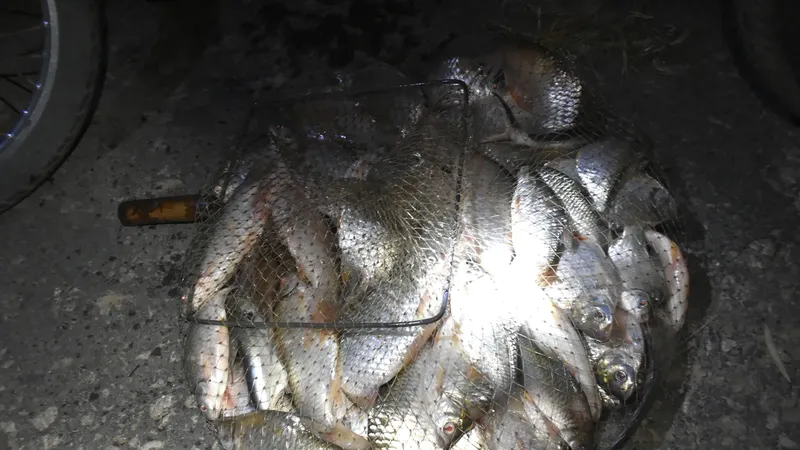 Tha La fish market: Dawn of unique trading tradition