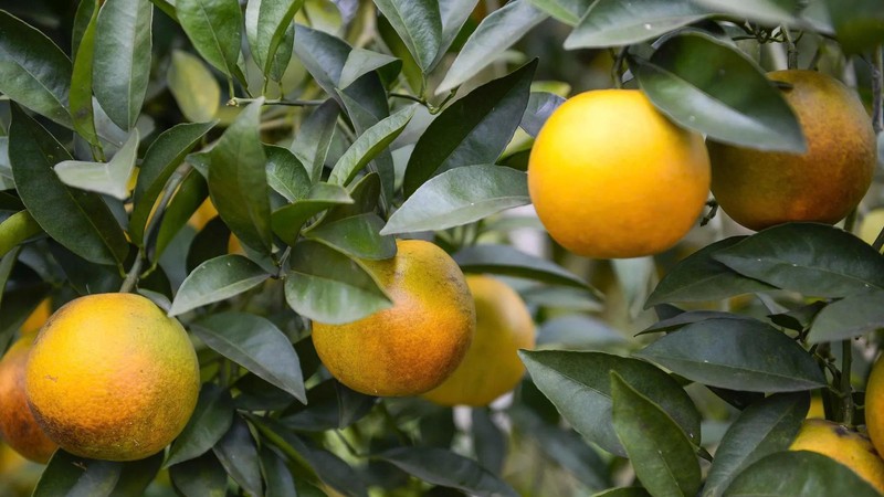 Thanh Hoa’s Van Du Commune begins its lively orange harvest season