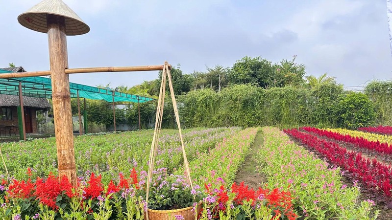 Flower village gears up for Sa Dec Ornamental Flower Plant Festival