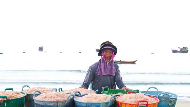 Quảng Ngãi: Ngư dân ven biển bội thu ruốc biển
