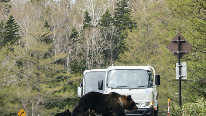 日本知床国立公园内道路上的棕熊。2025年5月摄于北海道斜里町。