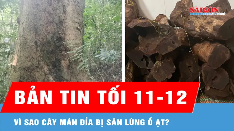Bản tin tối 11-12: Vì sao cây mán đỉa bị săn lùng ồ ạt?