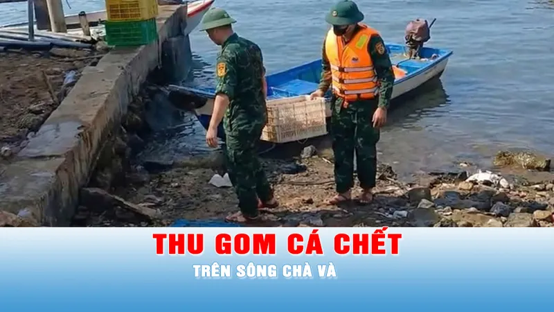 Podcast bản tin 17 giờ 30-12: Huy động lực lượng khẩn trương thu gom cá chết trên sông Chà Và