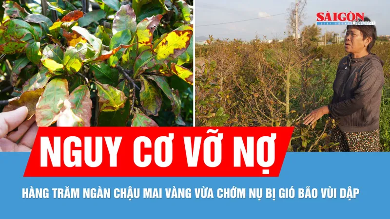 Xác xơ thủ phủ mai tết sau bão