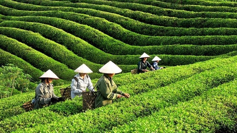 越南茶叶出口量约达近1.2万吨 创汇2090万美元