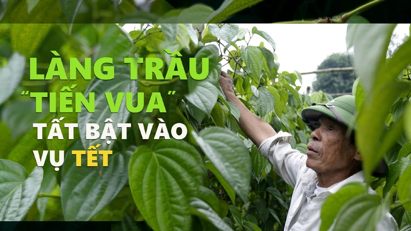 Làng trầu “tiến vua” tất bật vào vụ tết 