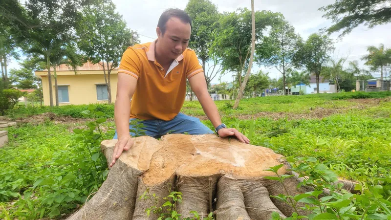 Vụ chặt cây xanh trong khuôn viên xã để bán lấy củi: Tạm dừng bổ nhiệm nguyên Chủ tịch UBND xã