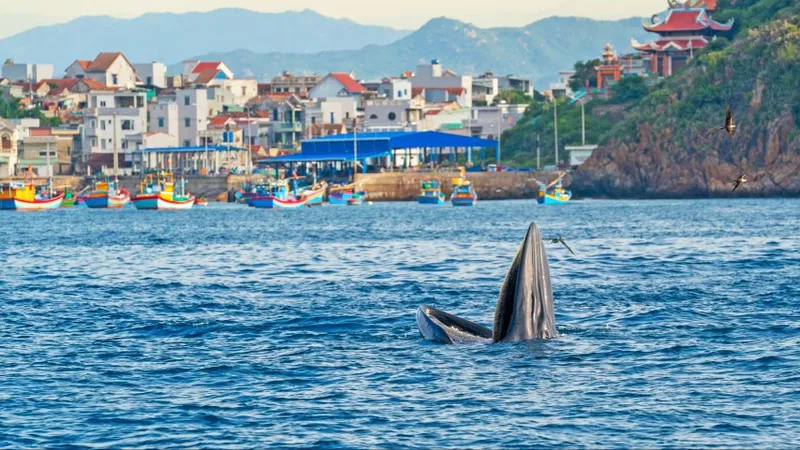 Để cá voi vẫn về biển