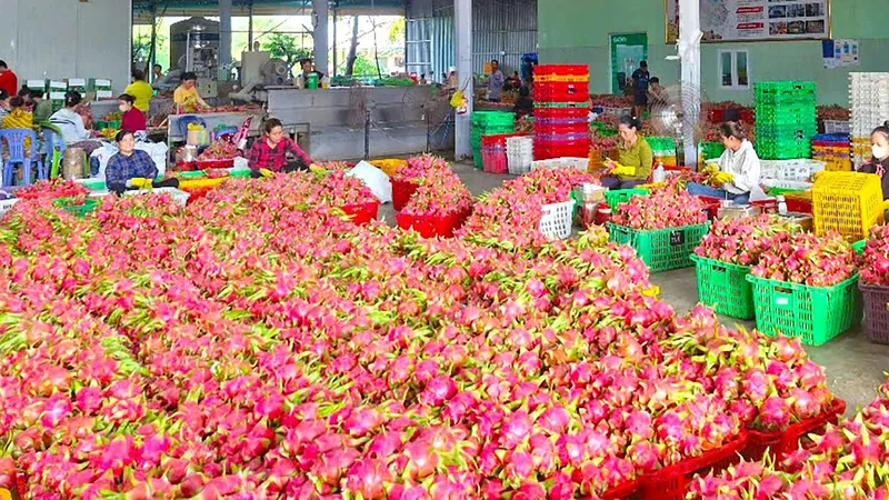 Chưa được cấp chứng thư: Nông sản qua thị trường châu Âu bị tắc