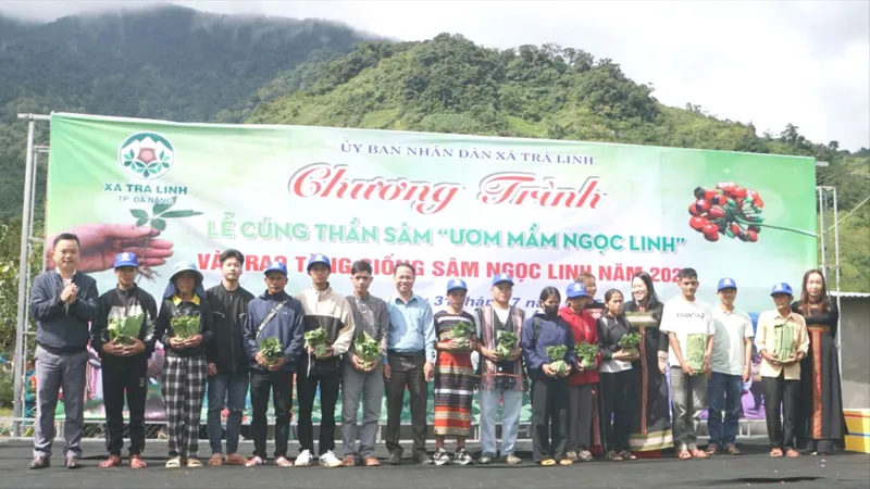 Đà Nẵng trao 7.000 cây sâm Ngọc Linh giống giúp người dân tộc thiểu số thoát nghèo