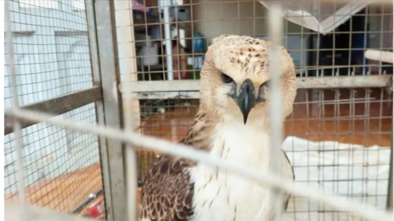 Chim Ó cá nguy cấp, quý hiếm được cứu nhờ hai học sinh ở Đồng Nai