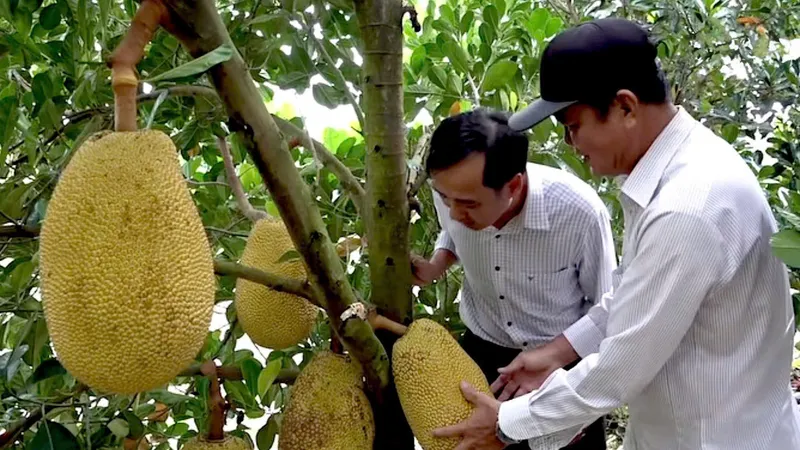 Đồng Tháp: Giá mít giảm sâu, nông dân lo lắng