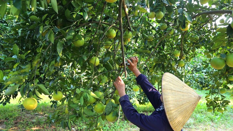 Thuong Loc crispy oranges enter harvest season. (Photo: SGGP)