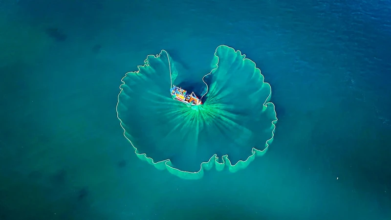 The fishing net spreads out like a giant lotus leaf on the surface of the sea.