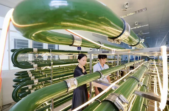 A tube-based microalgae cultivation model at Ho Chi Minh City’s High-Tech Agricultural Zone