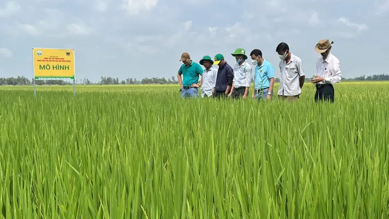 Cánh đồng mẫu "Canh tác lúa thông minh" ở ĐBSCL.