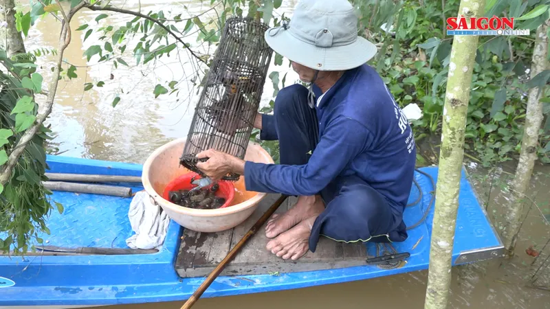Đồng Tháp: nhộn nhịp mua bán cua đồng mùa nước nổi