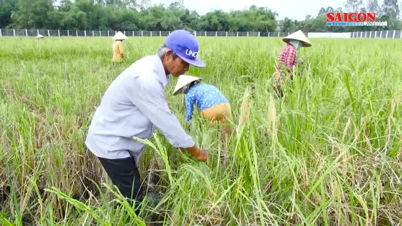Sôi động thị trường lúa gạo cuối năm
