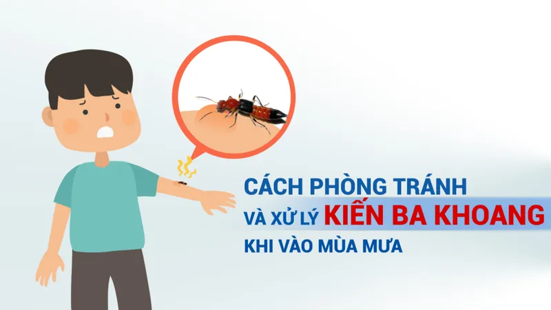 Cách phòng tránh và xử lý kiến ba khoang khi vào mùa mưa