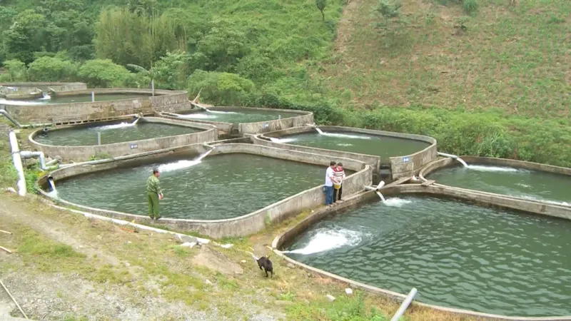 Kiểm soát việc nhập khẩu cá tầm đảm bảo đúng nguồn gốc xuất xứ