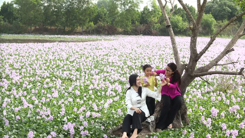 Podcast: Bông lục bình nơi biên giới