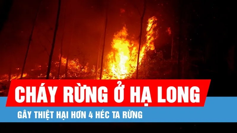 Vụ cháy gây thiệt hại hơn 4 héc ta rừng ở Hạ Long